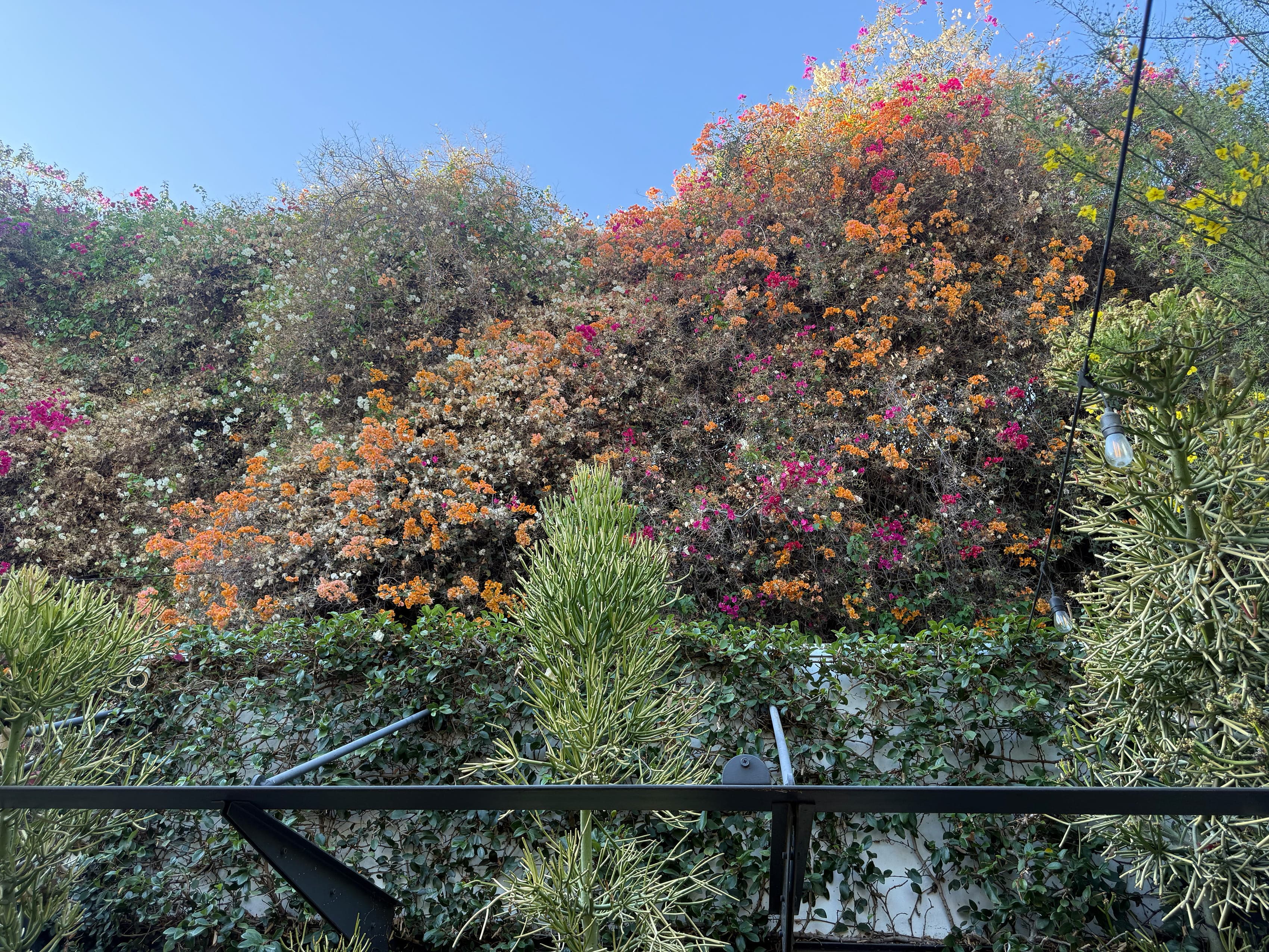 Bougainvillea in bloom at Animal LA